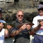 3-Wrasse
