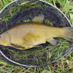 6lb+ Tench