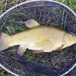 6lb Tench