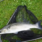 Arklow mullet 2