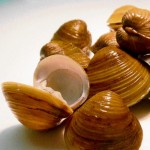Asian Clam