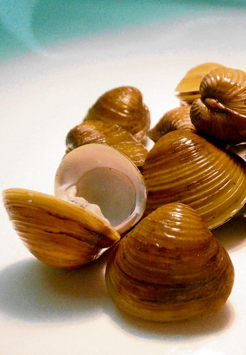 The Asian clam, a notorious aquatic invasive species now resident in some Irish rivers