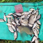 Bag from the Shannon