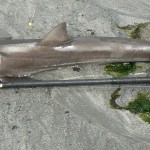 Baitdigger's Tope 2
