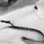 Baitdigger's Tope 3