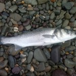 Bass 2