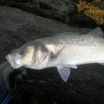 Bass 3