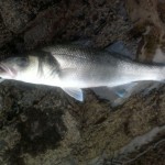 Bass 4