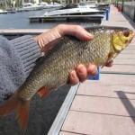 Big Roach