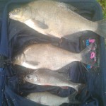 Bream and Perch caught in East Clare River in Mountshannon Area