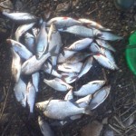 Coarse fishing East Clare