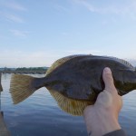 Flounder 1