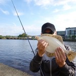 Flounder 3