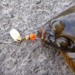 Flounder 4