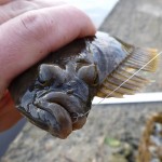 Flounder on hook