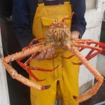 Giant Crab