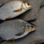 Hybrids from Lough Allen