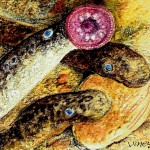 Lamprey