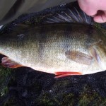 Lanesborough Perch 2