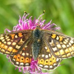 Marsh Fritillaries