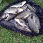 My 15  tench