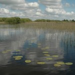 Part of the Shannnon Backwater near Drumharlow lake….