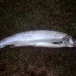 Paul Mc Causland Had This Fish And Released Two Others Of A Similiar Size On Monday.