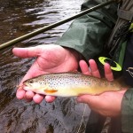 River Nire trout 2