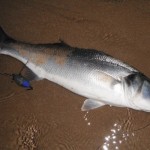 Rockhunter Bass 1
