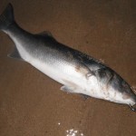Rockhunter Bass 2