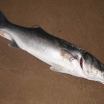 Rockhunter Bass 3