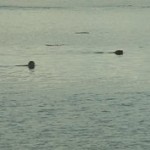 Seals