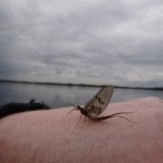 Sheelin fly
