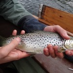 Sheelin trout