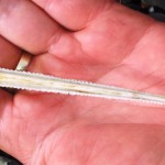 Stingray barb