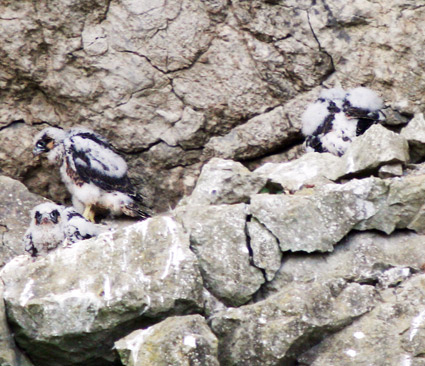 Three falcon chicks