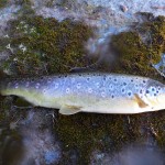 Trout 2