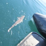 Underwater image from Predator charterboat