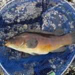 West Clare 3 Wrasse weighing 3lb 9oz