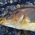 West Clare 4 Wrasse