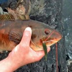Wrasse on SP