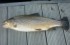 aemytrout