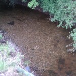 New Spawning Gravel in the Mountain Water