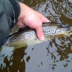 A Bann trout being returned
