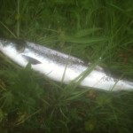Adrian Mc Grane Had Two Fish On Fly This Morning From The Round Hole, One Released.