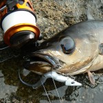 Baitdiggers blog – fish 1