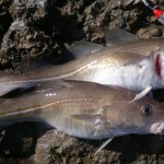 Baitdiggers blog fish 3