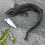 Baitdigger's fish 2