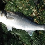 Bass  21th July 2012