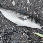 Bass 24th June 2012